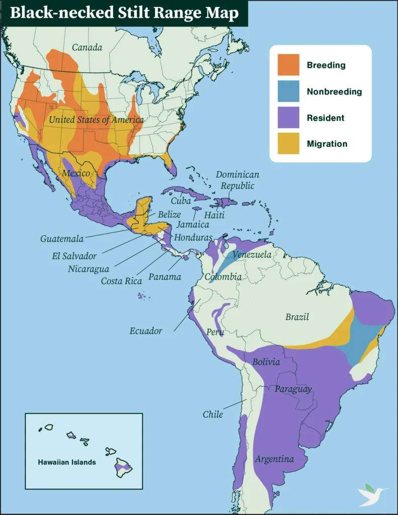 Black-necked Stilt range map.