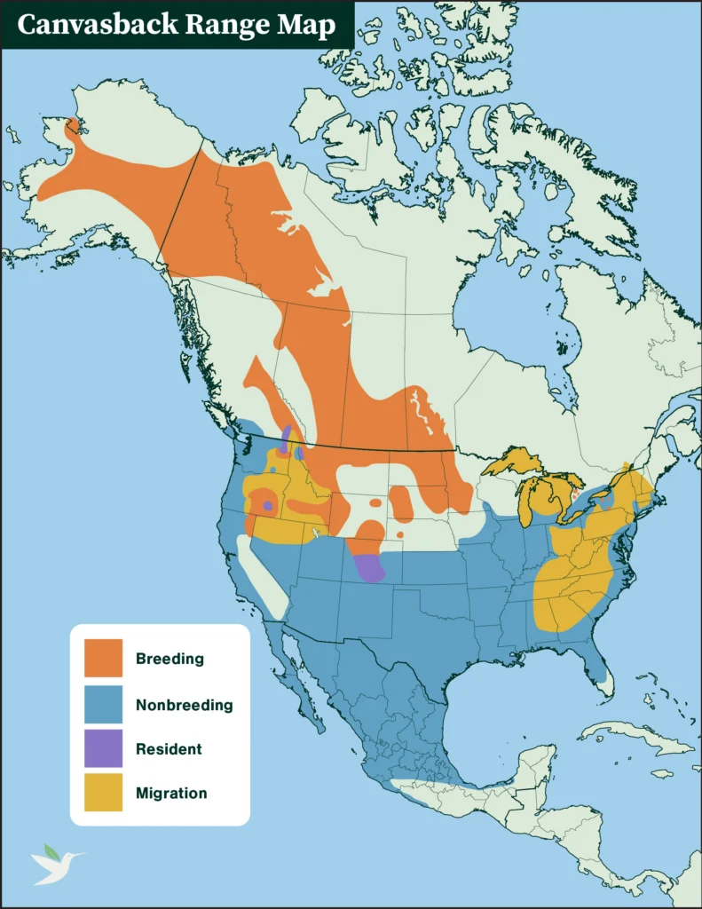 Canvasback range map.