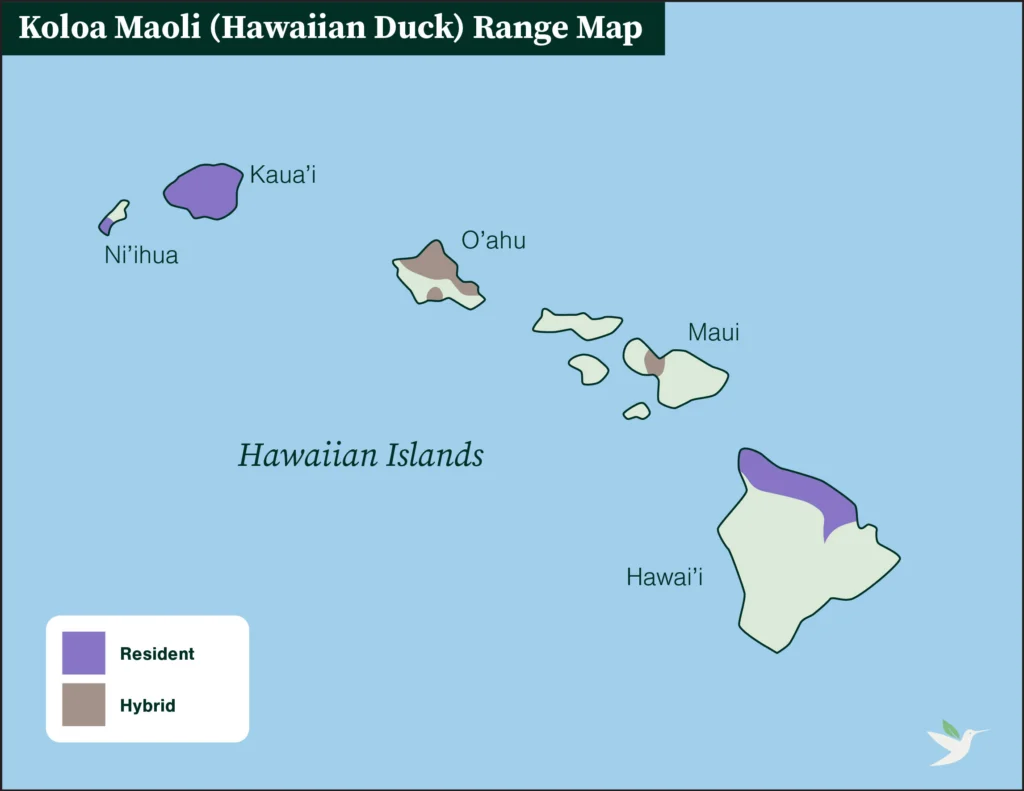 Koloa Maoli range map.