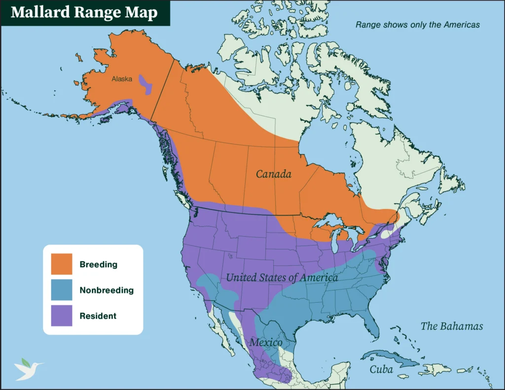 Mallard range map.