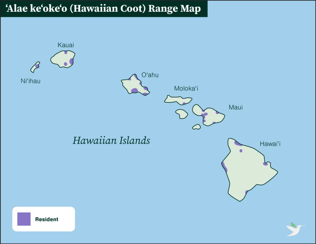 ʻAlae keʻokeʻo (Hawaiian Coot) range map.