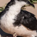 ʻAʻo (Newell’s Shearwater). Photo by Jack Jeffrey