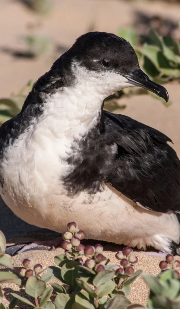 ʻAʻo (Newell’s Shearwater). Photo by Jack Jeffrey