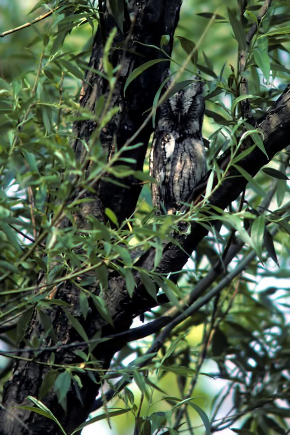 Eastern Screech Owl. Photo by Larry Master, masterimages.org.