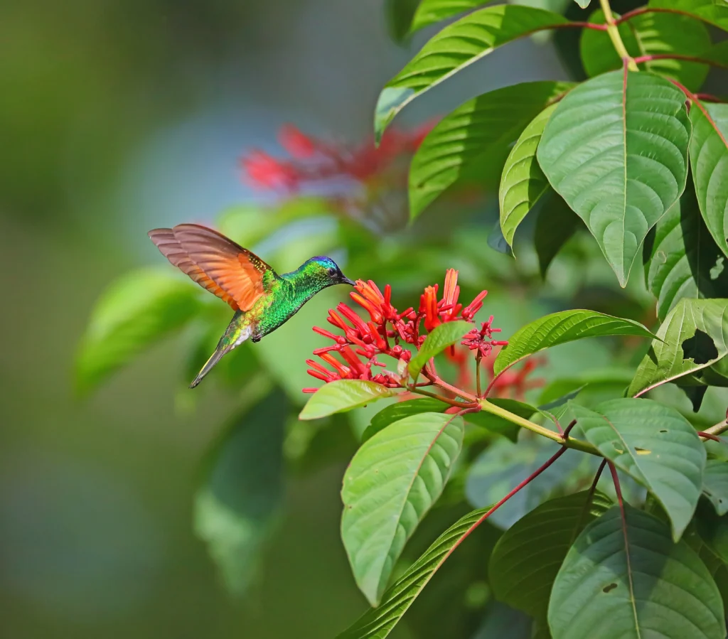 Blue-capped Hummingbird. Photo by Greg Homel, Natural Elements Productions.