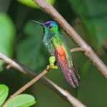 Blue-capped Hummingbird. Photo by Greg Homel, Natural Elements Productions.