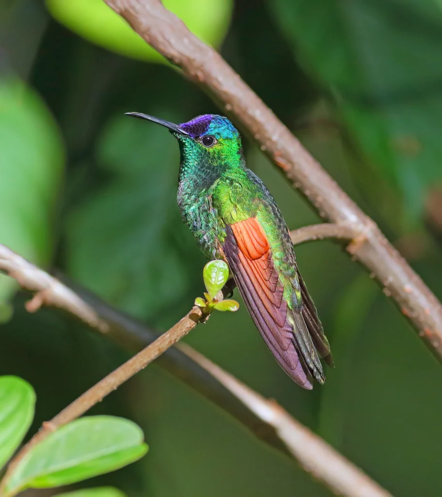 Blue-capped Hummingbird. Photo by Greg Homel, Natural Elements Productions.