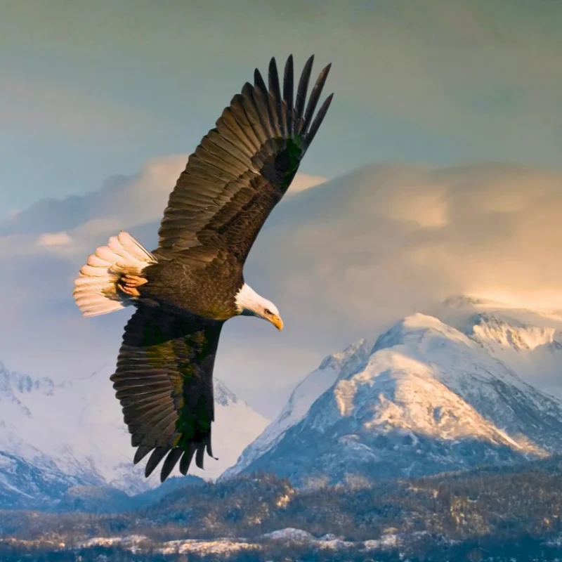 Bald Eagle in Alaska by FloridaStock_SS 800x800 2