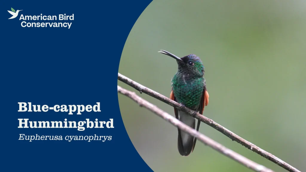 Blue-capped Hummingbird YouTube Thumbnail.