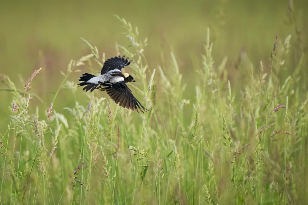 A male Bobolink flies low over a grassy field. Bobolinks are among the many grassland species benefiting from invasive plant removal on prairies and grasslands in Minnesota. American Bird Conservancy partners with Student Conservation Association and the U.S. Fish and Wildlife Service to restore grassland habitat on federal lands.