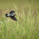 A male Bobolink flies low over a grassy field. Bobolinks are among the many grassland species benefiting from invasive plant removal on prairies and grasslands in Minnesota. American Bird Conservancy partners with Student Conservation Association and the U.S. Fish and Wildlife Service to restore grassland habitat on federal lands.
