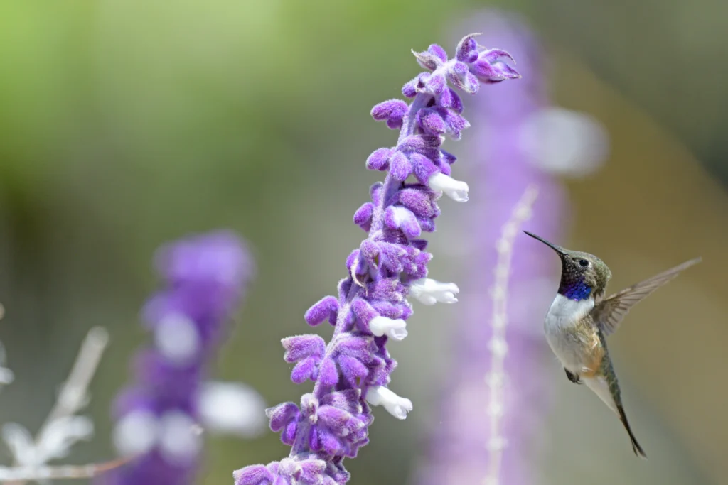 A Chilean Woodstar hovers in front of a purple flower. The species will benefit from two recently updated Key Biodiversity Areas now protecting a network of micro-reserves for the hummingbird.