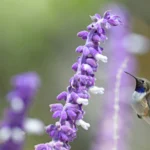 A Chilean Woodstar hovers in front of a purple flower. The species will benefit from two recently updated Key Biodiversity Areas now protecting a network of micro-reserves for the hummingbird.