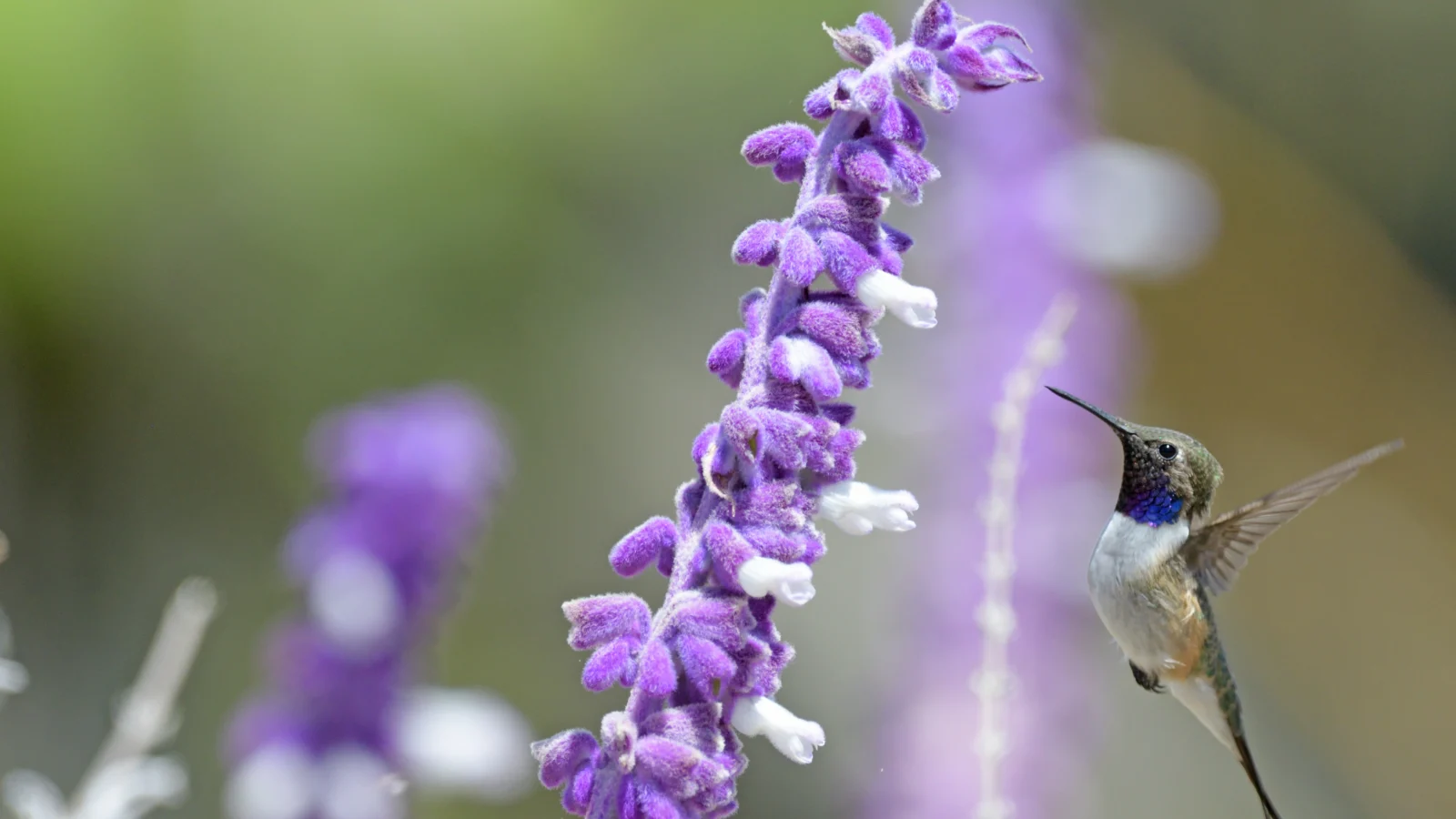 A Chilean Woodstar hovers in front of a purple flower. The species will benefit from two recently updated Key Biodiversity Areas now protecting a network of micro-reserves for the hummingbird.