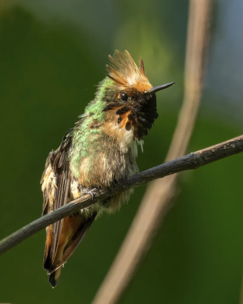 Short-crested Coquette male. Photo by Anthony Lujan.
