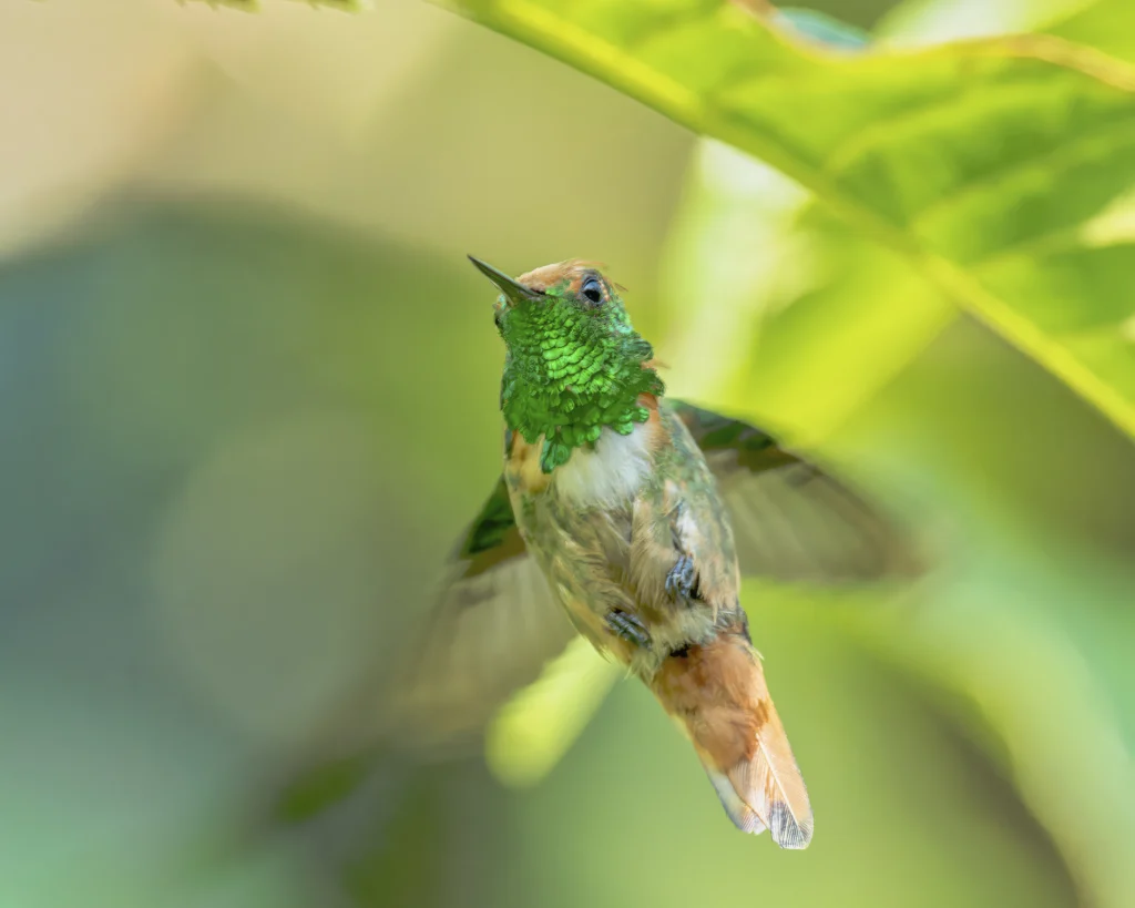 Short-crested Coquette male. Photo by Anthony Lujan.