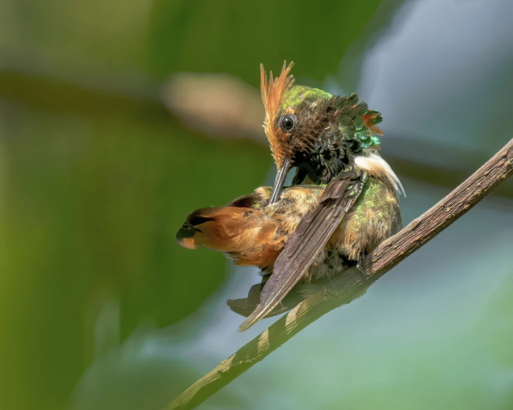 Short-crested Coquette male. Photo by Anthony Lujan.