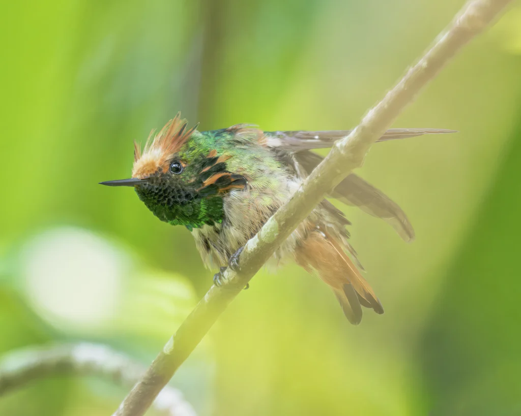 Short-crested Coquette male. Photo by Anthony Lujan.