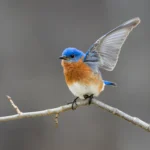 Eastern Bluebird with one wing raised. Photo by FotoRequest/Shutterstock.
