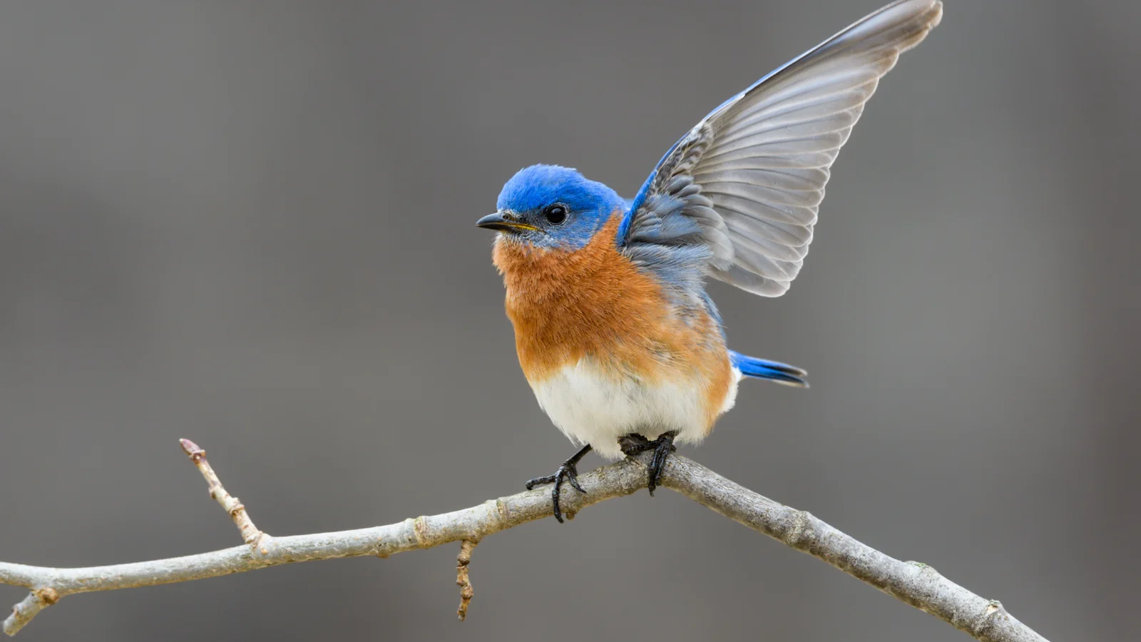 Eastern Bluebird with one wing raised. Photo by FotoRequest/Shutterstock.