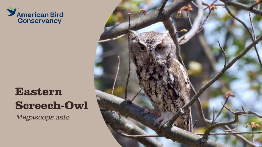 Eastern Screech-Owl YouTube thumbnail.