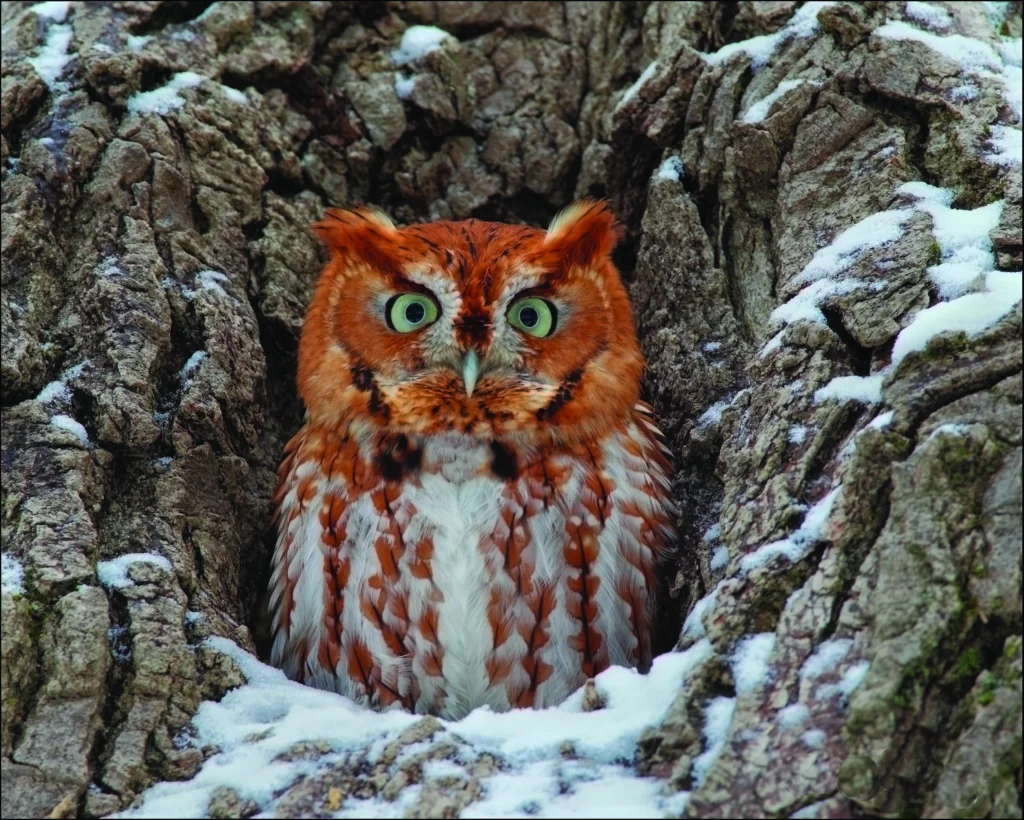èEastern Screech-Owl chicks. Photo by Daniel Behm.