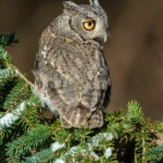 Eastern Screech Owl. Photo by Jeff Caverly, Shutterstock.