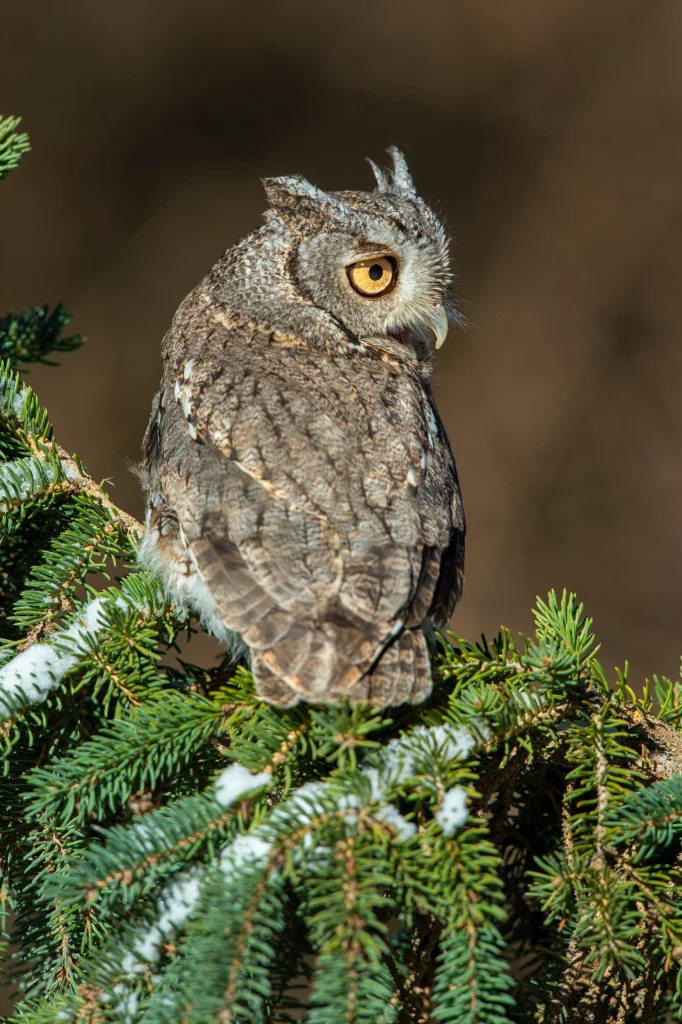 Eastern Screech Owl. Photo by Jeff Caverly, Shutterstock.