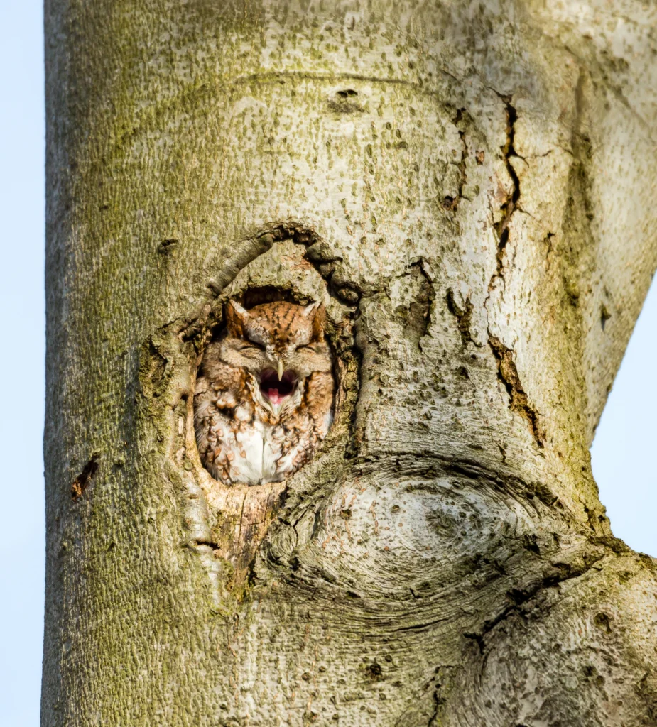 Eastern Screech-Owl. Photo by Glass and Nature, Shutterstock.