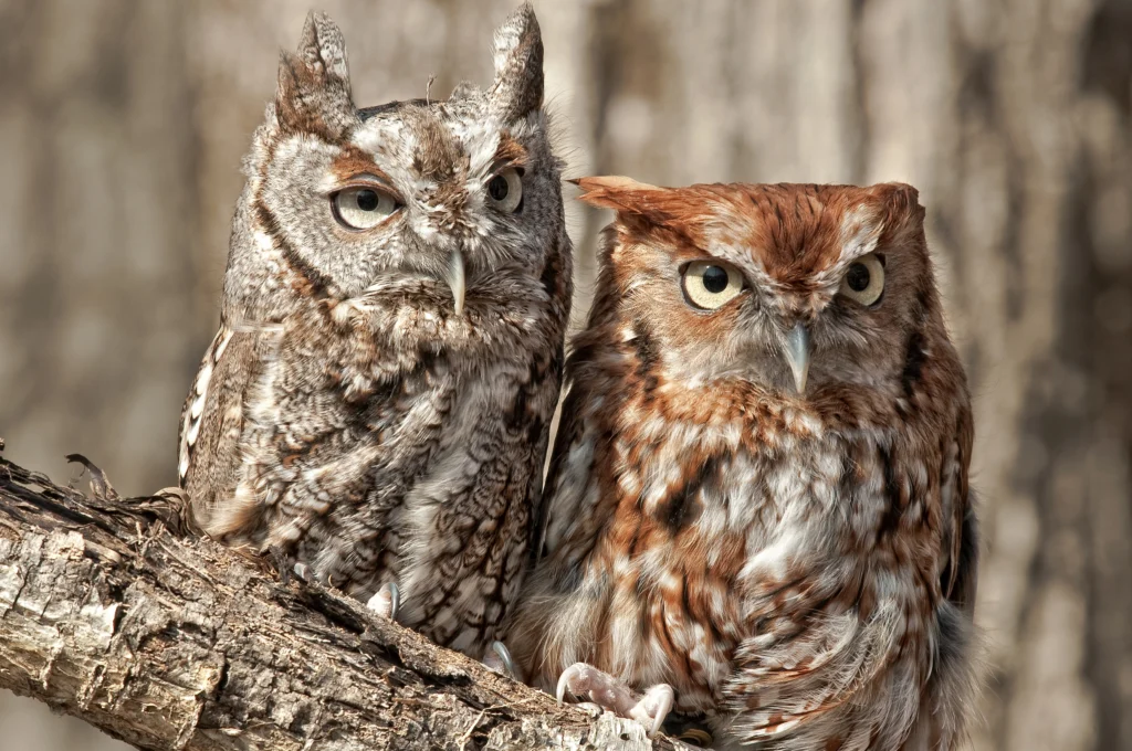 Eastern Screech-Owls. Photo by Lori Labrecque, Shutterstock.
