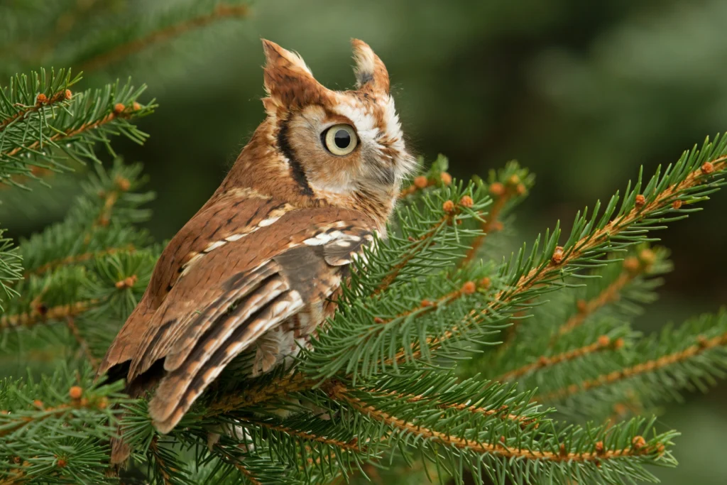 Eastern Screech-Owl. Photo by Cynthia Kidwell, Shutterstock.