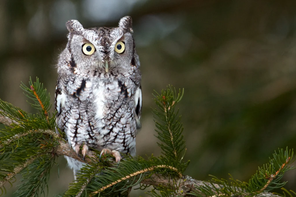 Eastern Screech-Owl. Photo by Mike Mulick, Shutterstock.