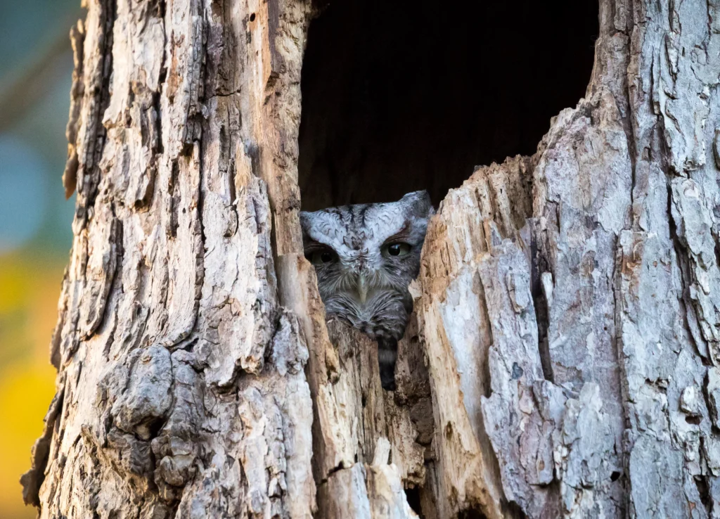 Eastern Screech-Owl. Photo by Rakesh Goudar, Shutterstock.