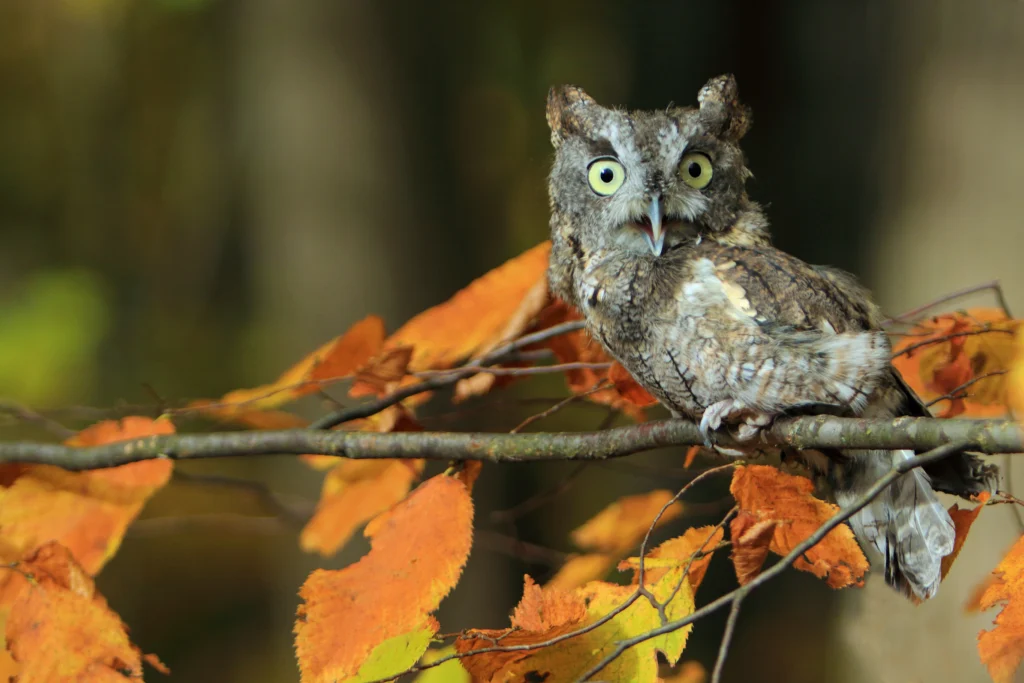 Eastern Screech-Owl. Photo by Todd Maertz, Shutterstock.