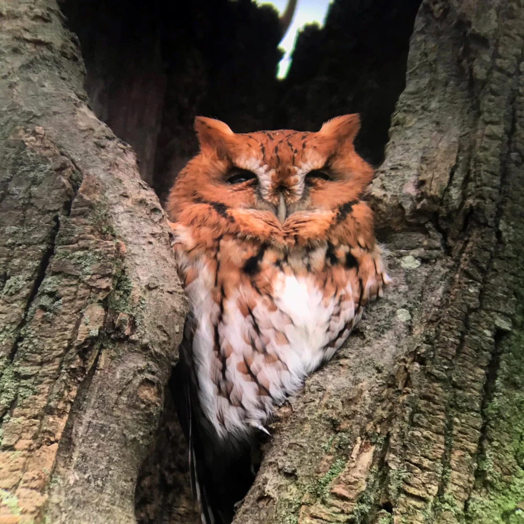 Eastern Screech-Owl red morph. Photo by Lindsay McNamara.