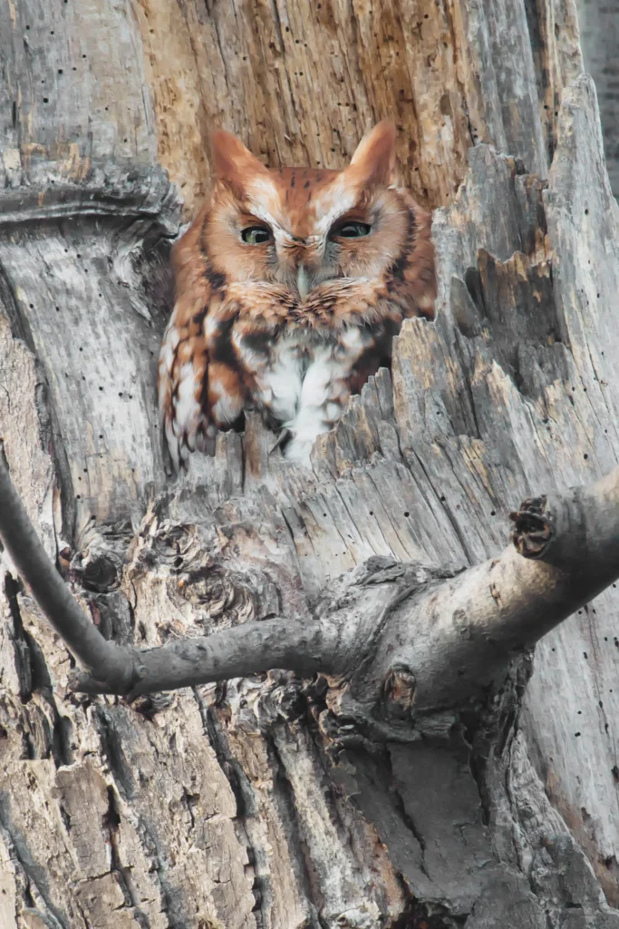 Eastern Screech-Owl. Photo by Paul Reeves Photography, Shutterstock.
