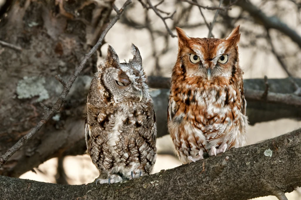 Eastern Screech-Owls, red and gray. Photo by Lori Labrecque, Shutterstock.