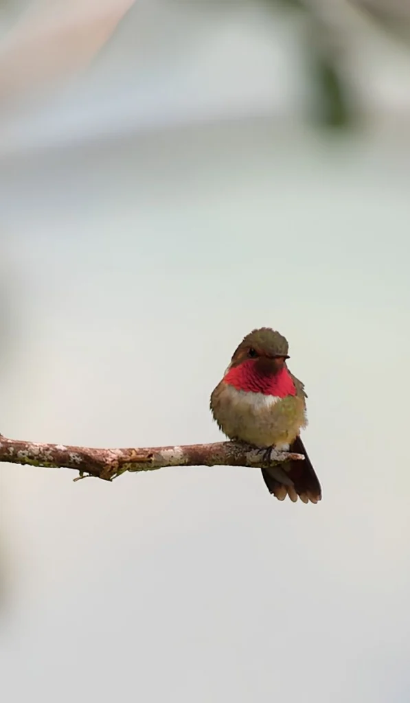 Glow-throated Hummingbird by Carole Turek, Hummingbird Spot.