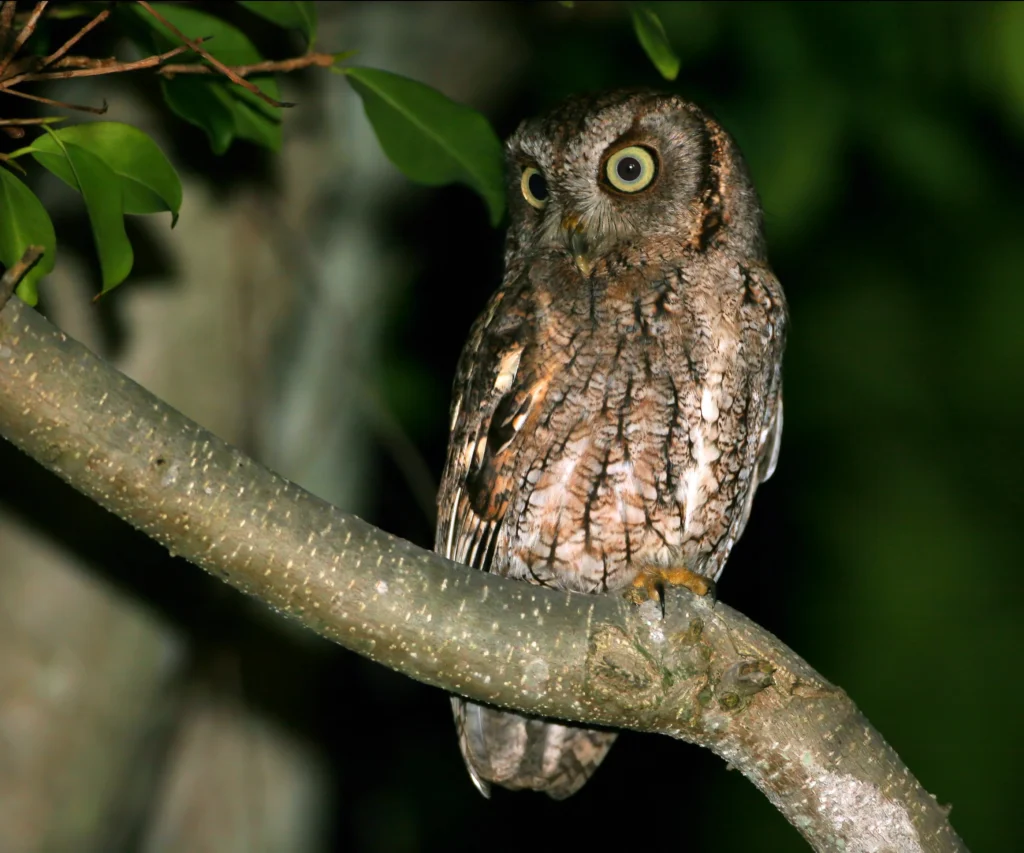 Eastern Screech Owl. Photo by Larry Master, masterimages.org.