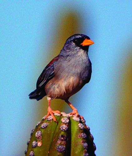 The Little Inca-Finch is one of the Maranon Valley species that is part of American Bird Conservancy's gap analysis.