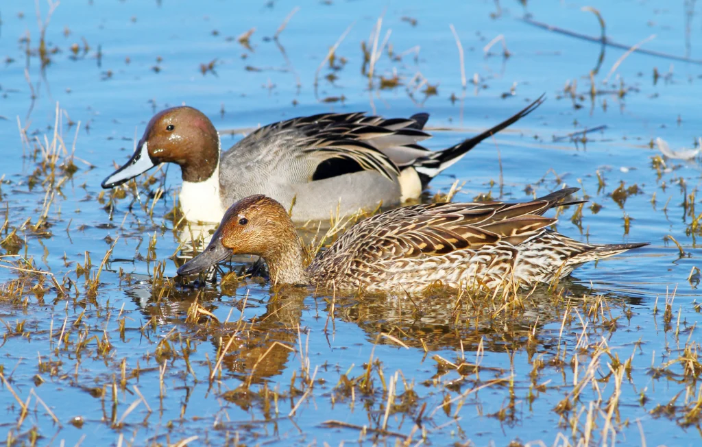 Northern Pintail pair. Photo by Greg Homel, Natural Elements Productions.