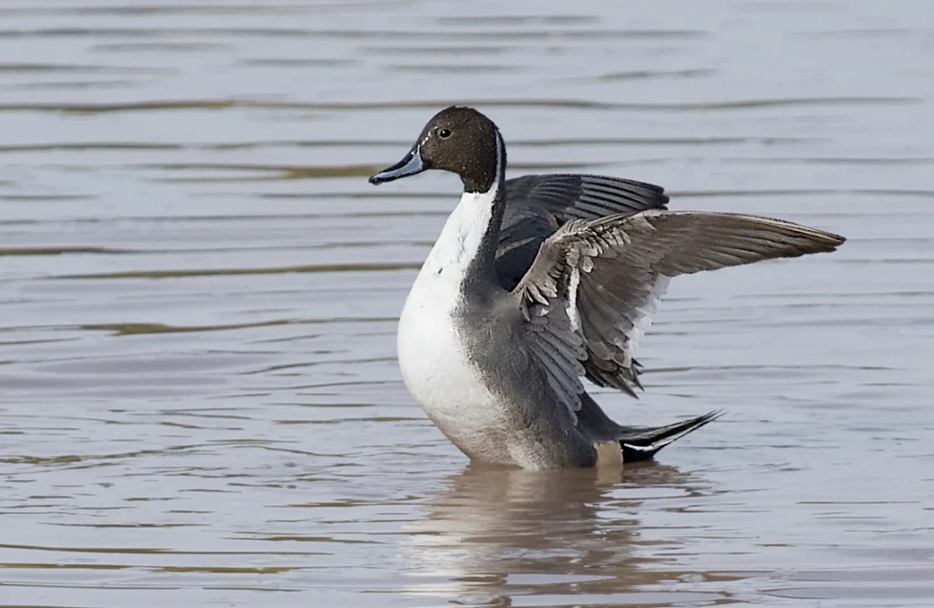 Northern Pintail. Photo by Owen Deutsch.