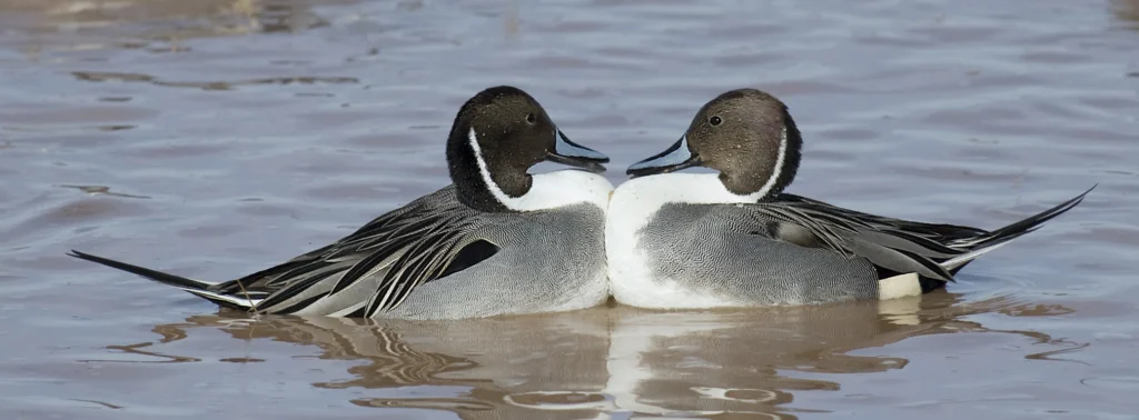 Northern Pintails. Photo by Owen Deutsch.