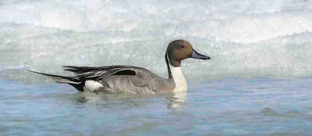 Northern Pintail. Photo by Owen Deutsch.