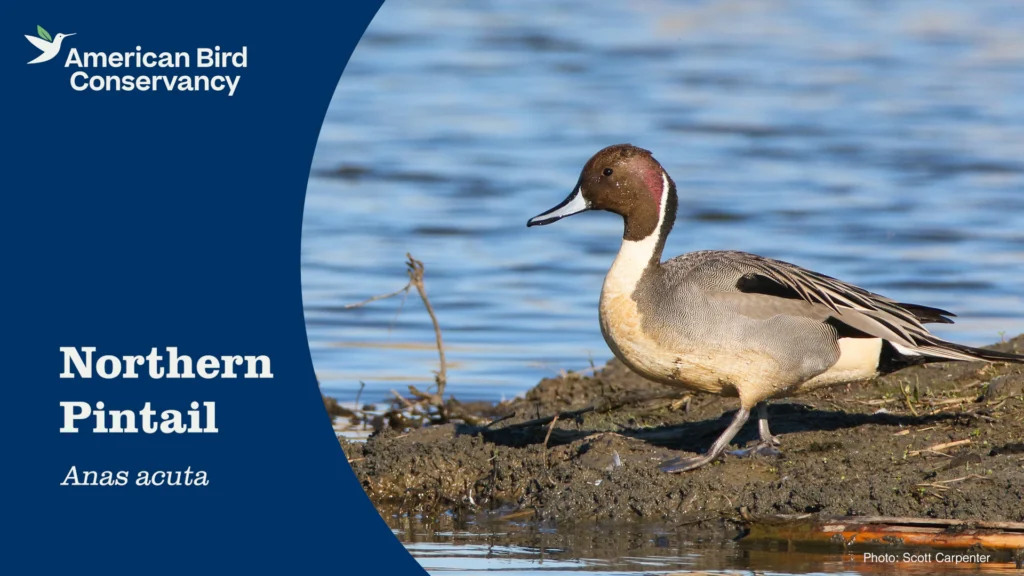 Northern Pintail YouTube Thumb