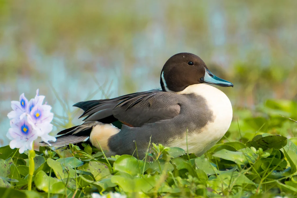 Northern Pintail drake. Photo by Chayannag, Shutterstock.