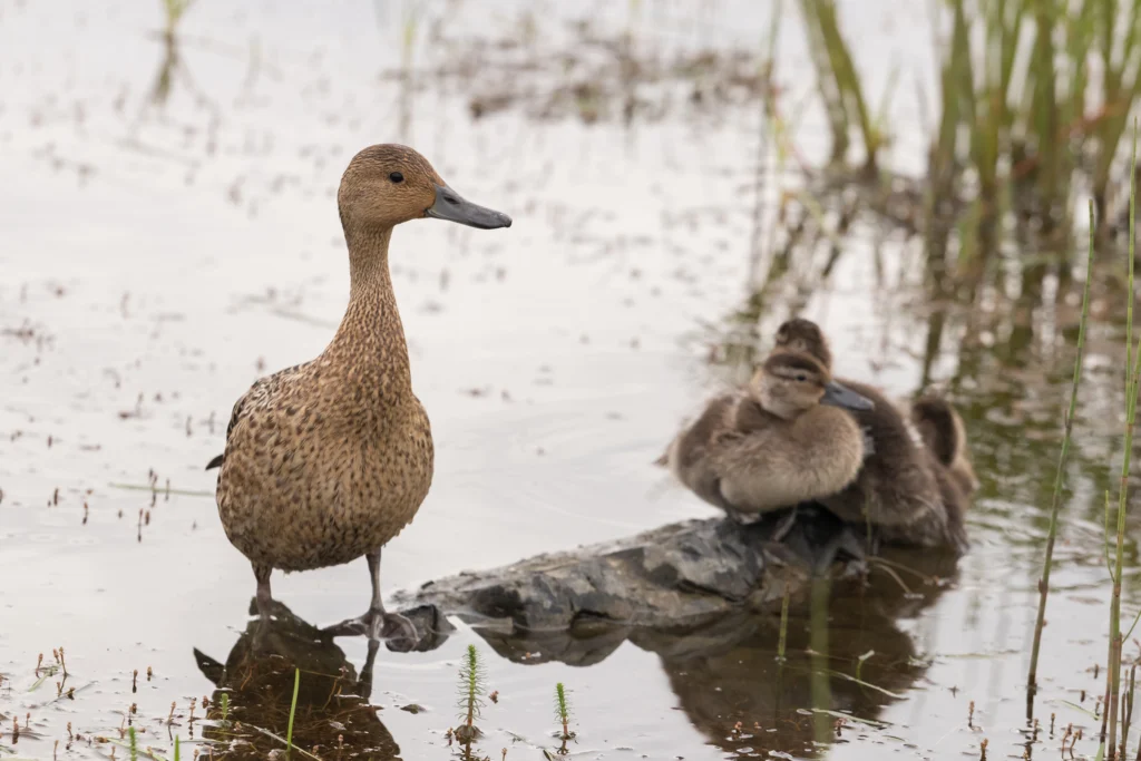 Northern Pintail hen with ducklings. Photo by Shyjo, Shutterstock.