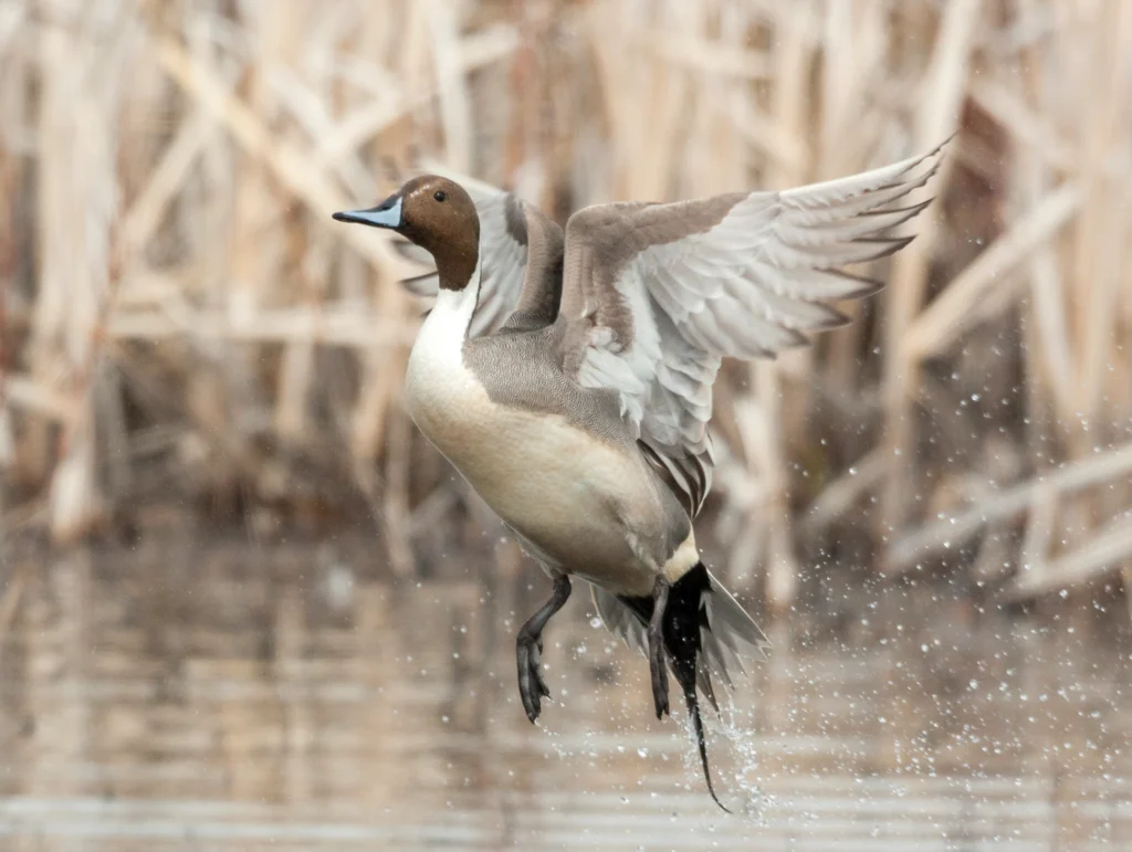 Northern Pintail. Photo by Danita Delimont, Shutterstock.