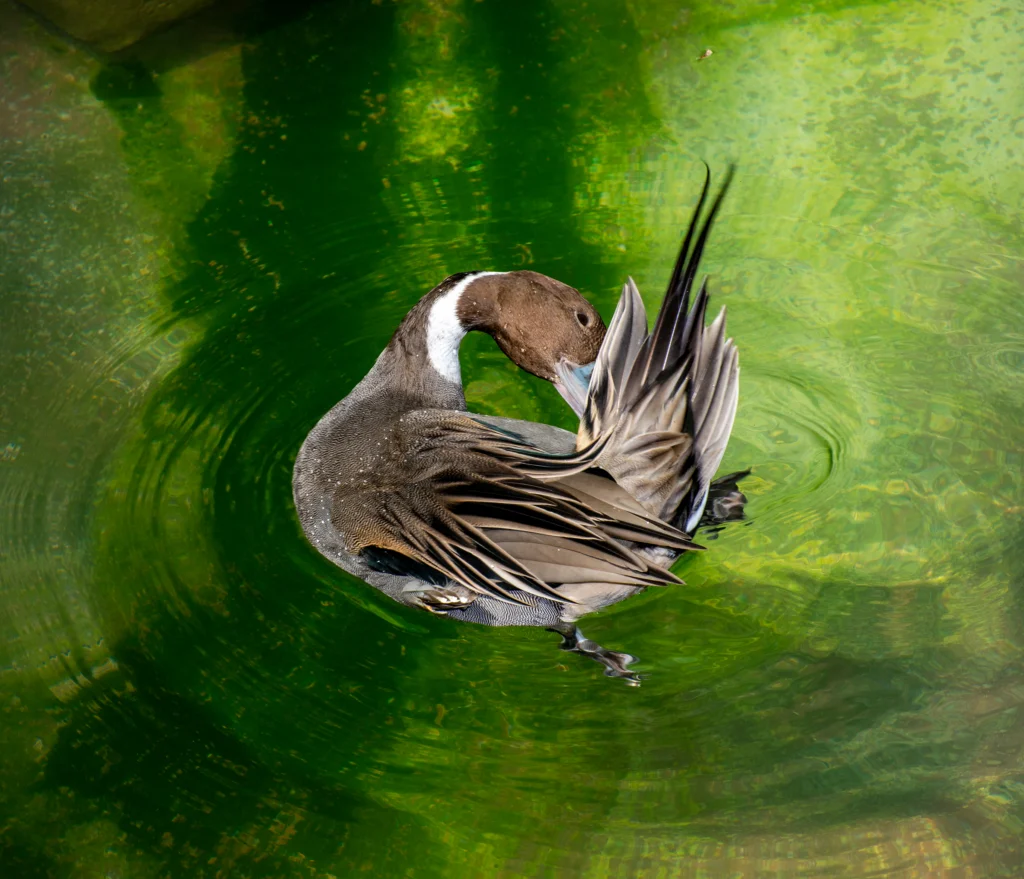 Northern Pintail preening. Photo by Michael Siluk, Shutterstock.