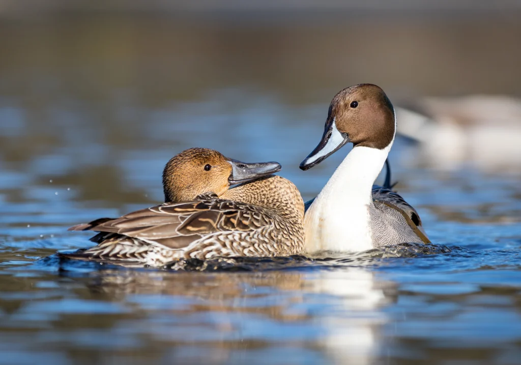 Northern Pintail pair. Photo by rhfletcher, Shutterstock.